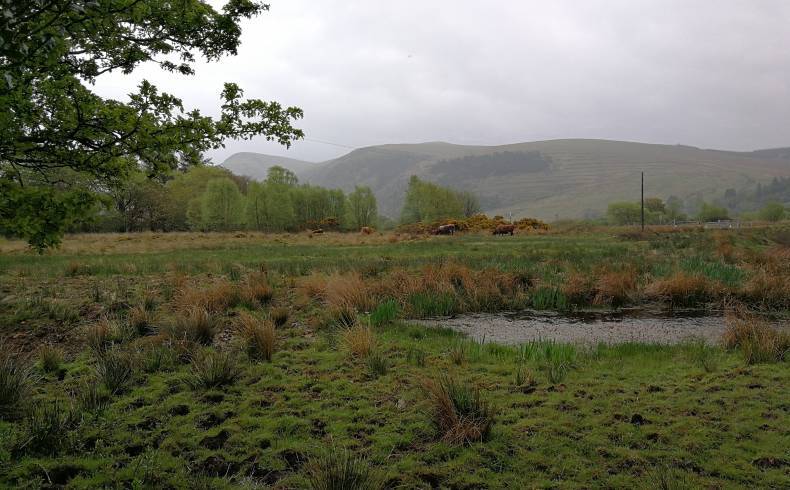Field near Longmoor